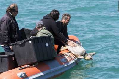 Bisceglie, la liberazione delle tartarughe in mare: salvate da ami, reti ed eliche